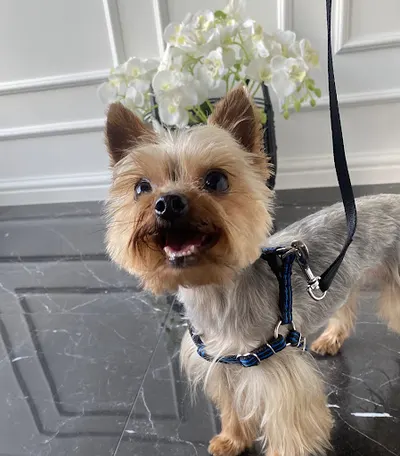 Pani Loczek Psi Fryzjer